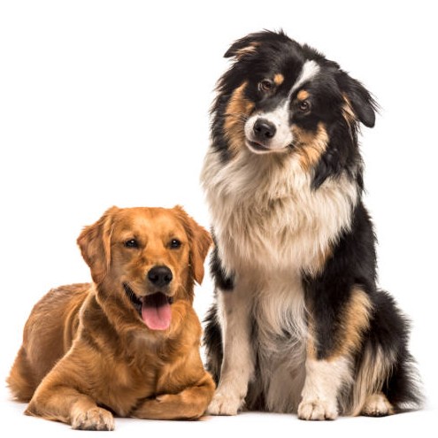 Golden Retriever & Australian Shepherd sitting against white background unsere-tiere-hunde