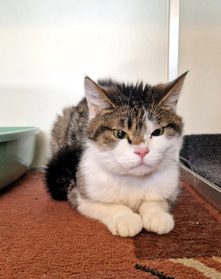 LGN_Kater