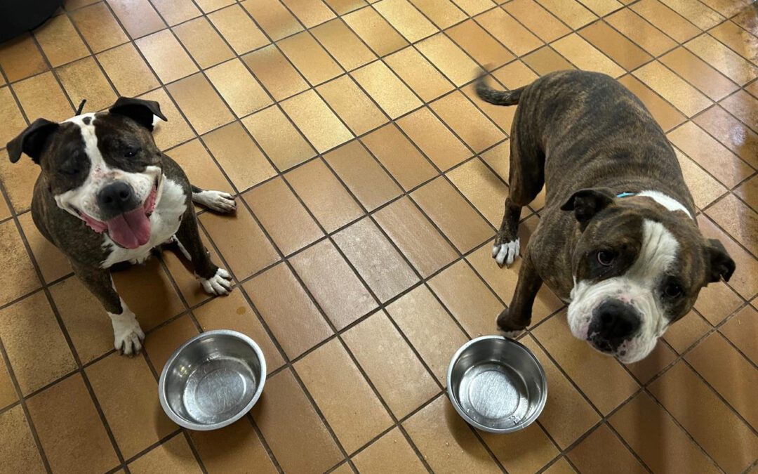 🐶 Hundenassfutter dringend benötigt! 🍽️