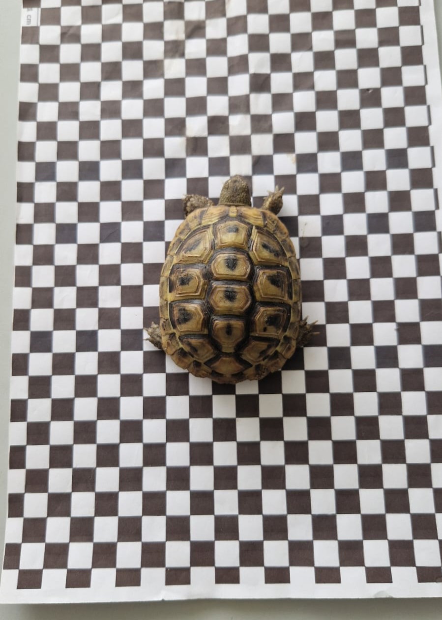 FuSchildkröte_03_08_25