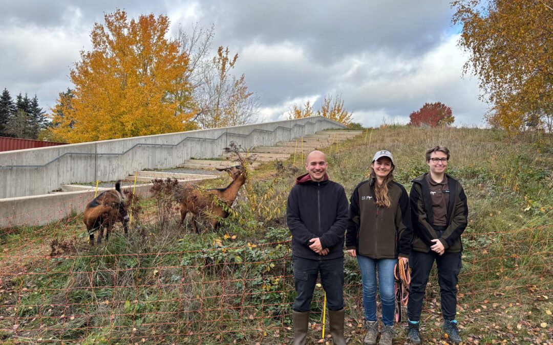 Neues Zuhause für unsere Ziegen! 🐐