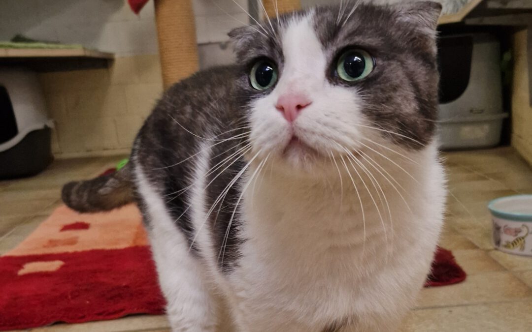 Tier des Monats Januar 😺