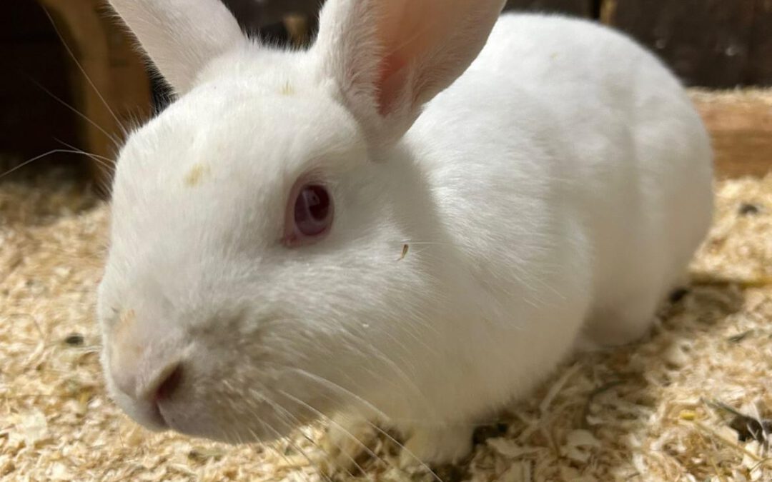 Tier des Monats Februar 🐰