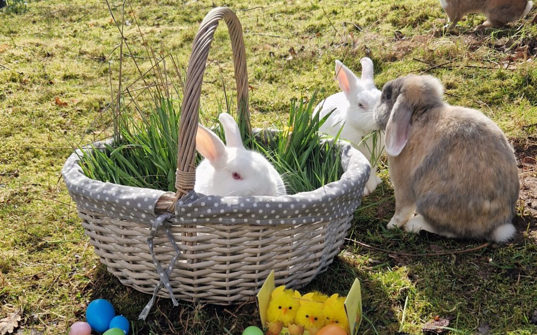 Frohe Ostern 🐰