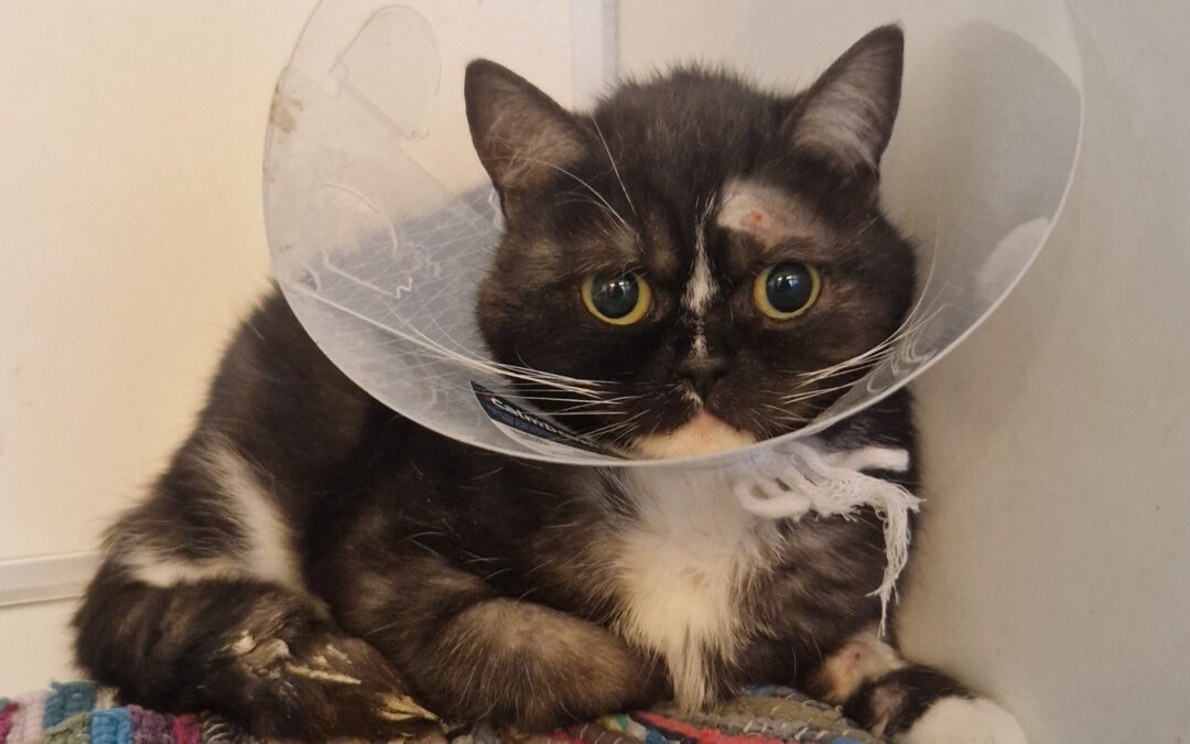 🐾 Hilfe für Mumbi – bitte wir brauchen Euch! 🐾