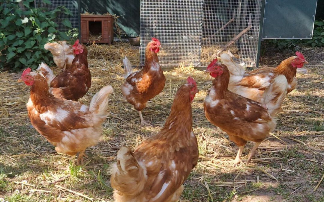 🐓🐔 Hühner suchen ein Zuhause 🐔🐓