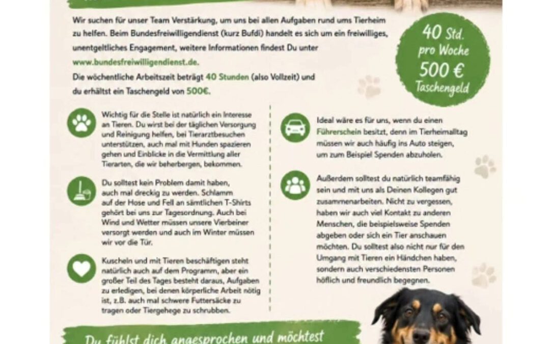 Bufdi gesucht!