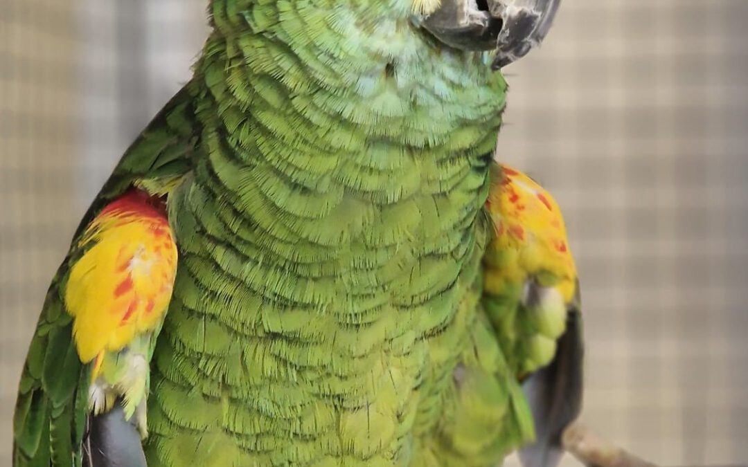 Dino sucht ein neues Zuhause 🦜